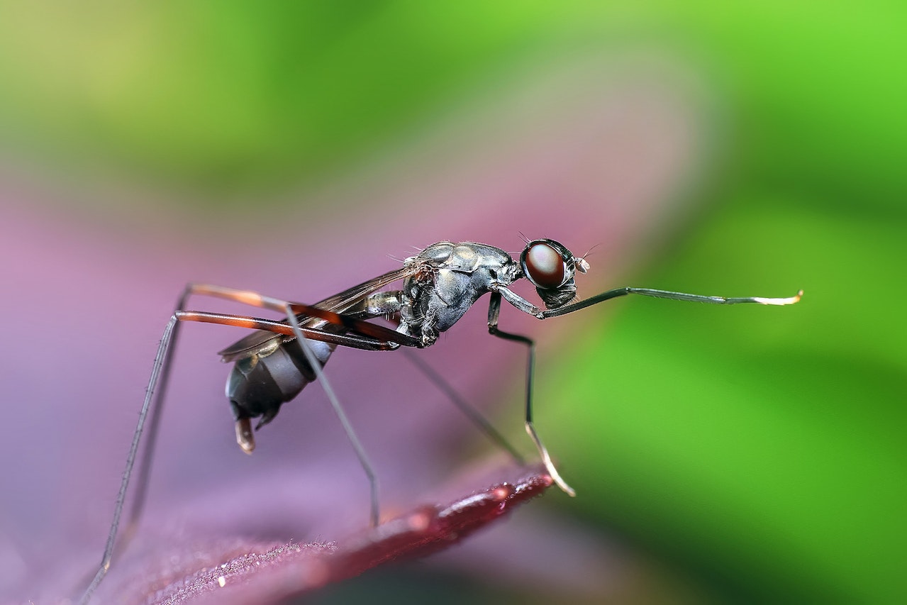 Wakacyjna walka z komarami: Jak skutecznie chronić się przed ukąszeniami?